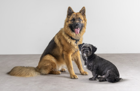 Cody & Balou