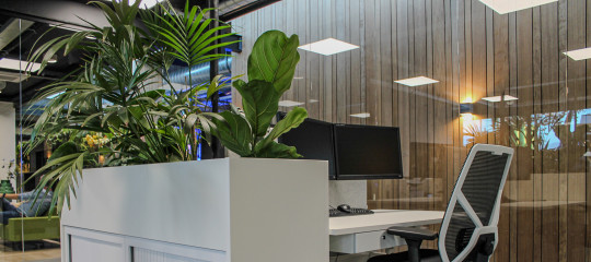 Vijf redenen waarom planten onmisbaar zijn in jouw kantoor